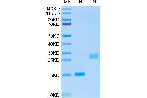 Mouse GDF15 on Tris-Bis PAGE under reduced (R) condition and Non reducing (N) condition. (GDF15 Protein (AA 189-303) (His tag))