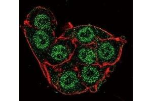 Confocal immunofluorescent analysis of PDK4 antibody with HeLa cells followed by Alexa Fluor 488-conjugated goat anti-rabbit lgG (green). (PDK4 antibody  (AA 83-111))