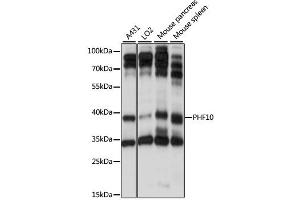 Western blot analysis of extracts of various cell lines, using PHF10 antibody (ABIN6290737) at 1:1000 dilution. (PHF10 antibody)
