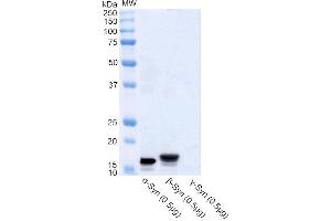 Western blot analysis of Human Recombinant Protein showing detection of Alpha Synuclein protein using Rabbit Anti-Alpha Synuclein Polyclonal Antibody (ABIN6698733). (SNCA antibody  (APC))