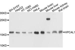 Western blot analysis of extracts of various cell lines, using HPCAL1 antibody (ABIN4903961) at 1:1000 dilution. (HPCAL1 antibody)