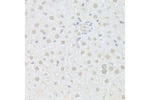 Immunohistochemistry of paraffin-embedded rat liver using AKT1 antibody. (AKT1 antibody  (C-Term))