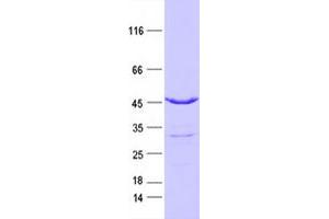 Isocitrate Dehydrogenase 2 (NADP+), Mitochondrial (IDH2) protein (DYKDDDDK Tag)