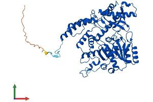 AlphaFold protein structure predicition of Human Recombinant GADL1 Protein, UniprotID Q6ZQY3