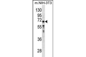 GGT1 Antibody (N-term) (ABIN1881373 and ABIN2838799) western blot analysis in mouse NIH-3T3 cell line lysates (35 μg/lane). (GGT1 antibody  (N-Term))