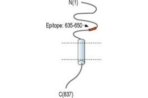 Neural Cell Adhesion Molecule 2 (NCAM2) peptide