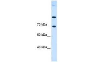 SLC7A4 antibody  (AA 281-330)