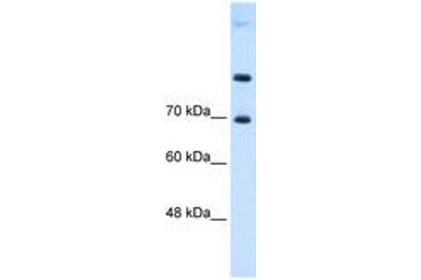 SLC7A4 antibody  (AA 281-330)