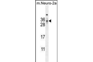 F1 Antibody (Center) (ABIN654163 and ABIN2844027) western blot analysis in mouse Neuro-2a cell line lysates (35 μg/lane). (MAF1 antibody  (AA 90-117))