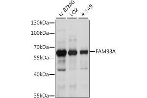 Western blot analysis of extracts of various cell lines, using FA antibody (ABIN7267121) at 1:1000 dilution. (FAM98A antibody  (AA 1-220))