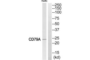 Western blot analysis of extracts from HuvEc cells, using CD79A antibody. (CD79a antibody  (Internal Region))