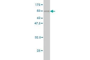 Western Blot detection against Immunogen (78. (AKT1 antibody  (AA 1-480))