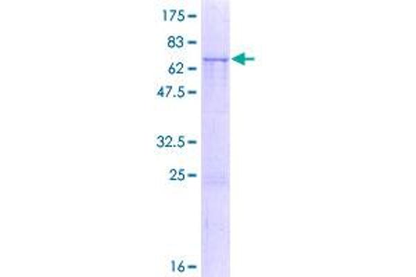 PABPC5 Protein (AA 1-382) (GST tag)