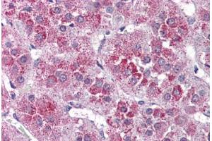 Human Adrenal (formalin-fixed, paraffin-embedded) stained with NTSR2 antibody ABIN399994 at 10 ug/ml followed by biotinylated goat anti-rabbit IgG secondary antibody ABIN481713, alkaline phosphatase-streptavidin and chromogen. (NTSR2 antibody  (Internal Region))