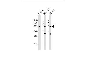 All lanes : Anti-BT Antibody (N-Term) at 1:2000 dilution Lane 1: human liver lysate Lane 2: HepG2 whole cell lysate Lane 3: HL-60 whole cell lysate Lysates/proteins at 20 μg per lane. (BAAT antibody  (AA 107-148))