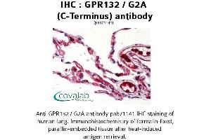 Image no. 2 for anti-G Protein-Coupled Receptor 132 (GPR132) (C-Term), (Cytoplasmic Domain) antibody (ABIN1734931) (G Protein-Coupled Receptor 132 antibody  (C-Term, Cytoplasmic Domain))