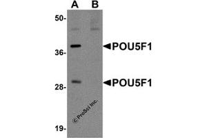 Western Blotting (WB) image for anti-POU Class 5 Homeobox 1 (POU5F1) (C-Term) antibody (ABIN1030595) (OCT4 antibody  (C-Term))
