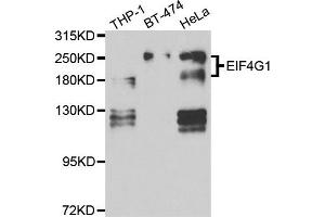 Western blot analysis of extracts of various cell lines, using EIF4G1 antibody.