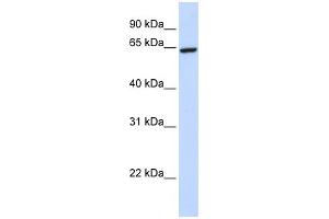 WB Suggested Anti-ZNF280B Antibody Titration:  0.