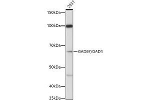 Western blot analysis of extracts of 293T cells, using (ABIN3017018, ABIN3017019, ABIN3017020 and ABIN6219924) at 1:1000 dilution. (GAD antibody  (AA 1-200))