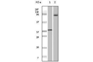 Western Blot showing BRAF antibody used against truncated recombinant Braf (1) and A431 cell lysate (2).
