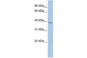 Western Blotting (WB) image for anti-Cyclin Y (CCNY) antibody (ABIN2459145) (Cyclin Y antibody)