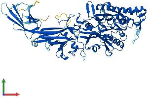 AlphaFold protein structure predicition of Mouse Recombinant Padi3 Protein, UniprotID Q9Z184