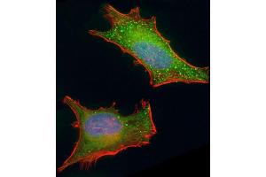 Immunofluorescent analysis of 4 % paraformaldehyde-fixed, 0. (BMI1 antibody)