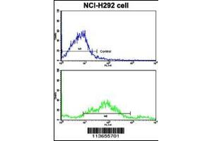 Flow cytometric analysis of NCI-H292 cells using CDH3 Antibody (N-term)(bottom histogram) compared to a negative control cell (top histogram). (P-Cadherin antibody  (N-Term))