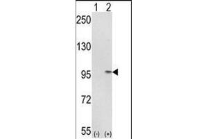 Western blot analysis of IT (arrow) using rabbit polyclonal IT Antibody (C-term) (ABIN389476 and ABIN2839538). (IMMT antibody  (C-Term))