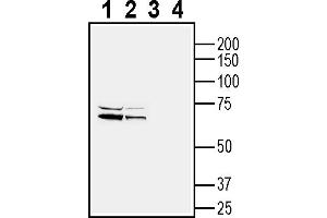 Western blot analysis of rat brain membranes (lanes 1 and 3) and mouse brain lysate (lanes 2 and 4):1-2.