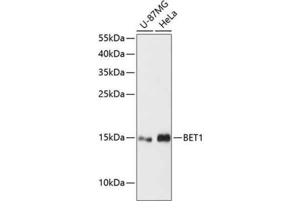 BET1 antibody  (AA 1-94)