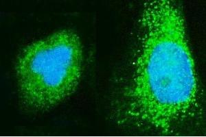 anti-ADP-Ribosylation Factor 6 (ARF6) (AA 75-175) antibody
