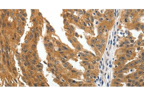 BIRC6 antibody
