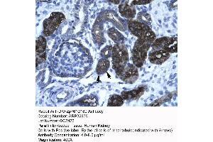 Human kidney (GC-Rich Promoter Binding Protein 1 (GPBP1) (N-Term) antibody)