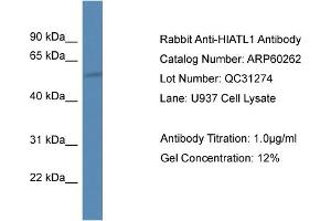 Western Blotting (WB) image for anti-Hippocampus Abundant Transcript-Like 1 (HIATL1) (C-Term) antibody (ABIN2788382) (HIATL1 antibody  (C-Term))