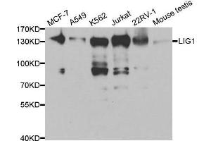 Western blot analysis of extracts of various cell lines, using LIG1 antibody. (LIG1 antibody  (AA 565-790))