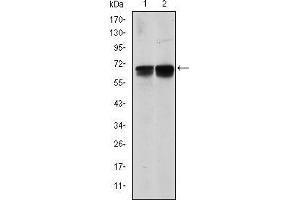 Western blot analysis using BLNK mouse mAb against NIH/3T3 (1) and BCBL-1 (2) cell lysate. (B-Cell Linker antibody)