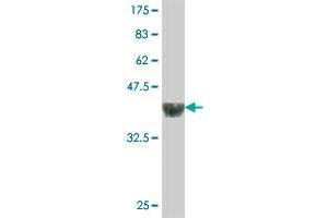 Western Blot detection against Immunogen (35. (GABPB1 antibody  (AA 274-360))