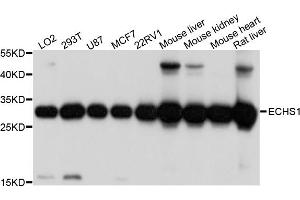 Western blot analysis of extracts of various cell lines, using ECHS1 antibody (ABIN4903537) at 1:1000 dilution.