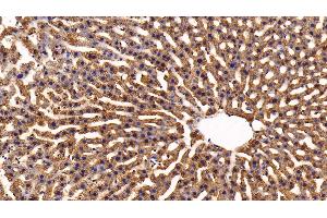 Immunohistochemistry (IHC) image for anti-Apolipoprotein A-V (APOA5) (AA 167-335) antibody (ABIN7434506)