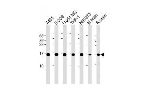 All lanes : Anti-RPL23 Antibody (Center) at 1:2000 dilution Lane 1: A431 whole cell lysate Lane 2: U-2OS whole cell lysate Lane 3: U-251 MG whole cell lysate Lane 4: THP-1 whole cell lysate Lane 5: NIH/3T3 whole cell lysate Lane 6: mouse brain lysate Lane 7: rat brain lysate Lysates/proteins at 20 μg per lane. (RPL23 antibody  (AA 49-78))