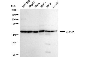 Western blotting analysis using USP39 antibody (ABIN7800735).