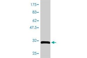 Western Blotting (WB) image for anti-Guanine Nucleotide Binding Protein (G Protein), gamma 3 (GNG3) (AA 1-75) antibody (ABIN561074)