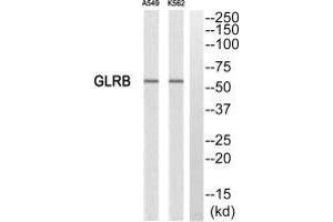 Western blot analysis of extracts from A549 cells and K562 cells, using GLRB antibody. (GLRB antibody)
