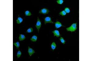 IF analysis of Peroxiredoxin 4 using anti-Peroxiredoxin 4 antibody (ABIN3043905). (Peroxiredoxin 4 antibody  (C-Term))
