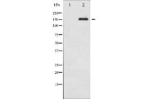 Western Blotting (WB) image for anti-Protein tyrosine Phosphatase, Receptor Type, C (PTPRC) (pSer1007) antibody (ABIN6254922)