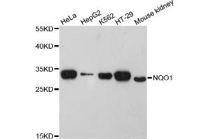 Western blot analysis of extracts of various cell lines, using NQO1 antibody (ABIN1873942) at 1:3000 dilution. (NQO1 antibody)