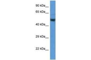Image no. 1 for anti-Enolase 2 (Gamma, Neuronal) (ENO2) (AA 176-225) antibody (ABIN6746906) (ENO2/NSE antibody  (AA 176-225))