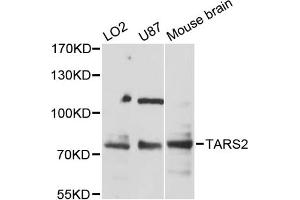 Western blot analysis of extracts of various cell lines, using TARS2 antibody (ABIN6293612) at 1:3000 dilution. (TARS2 antibody)